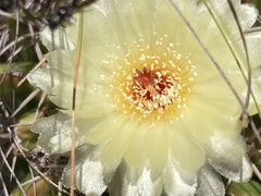 Parodia erinaceus