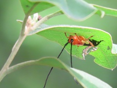 Leuconitocris nigricornis