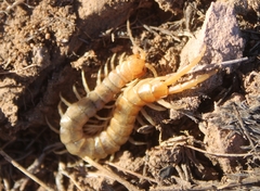 Scolopendra polymorpha