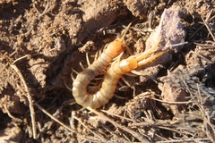 Scolopendra polymorpha