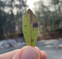 Phytomyza glabricola