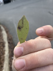 Phytomyza glabricola