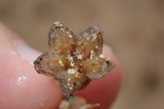 Mesembryanthemum nodiflorum