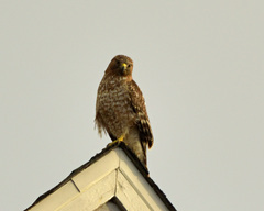 Buteo lineatus