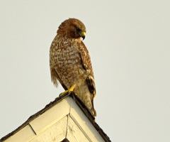 Buteo lineatus