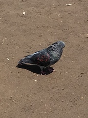 Columba livia domestica