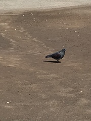 Columba livia domestica