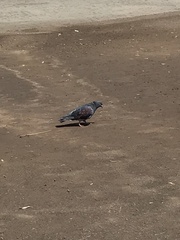 Columba livia domestica