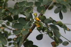 Erythrostemon mexicanus