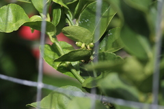 Citrus × aurantiifolia