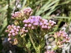 Chromolaena hirsuta