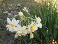 Narcissus tazetta
