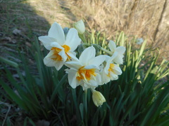 Narcissus tazetta