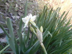 Narcissus tazetta