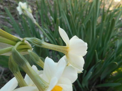 Narcissus tazetta