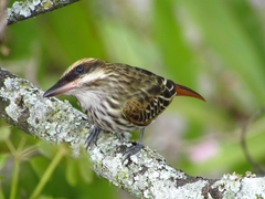 Myiodynastes maculatus