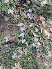 Crocus biflorus