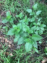 Solanum furcatum