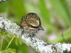 Myiodynastes maculatus