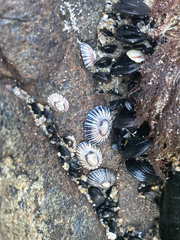 Siphonaria funiculata