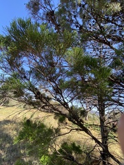 Callitris glaucophylla