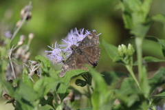 Erynnis funeralis