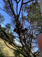 Callitris glaucophylla