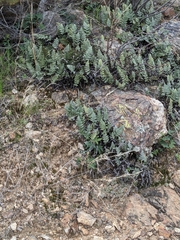 Myriopteris lindheimeri