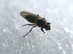 Coelopidae