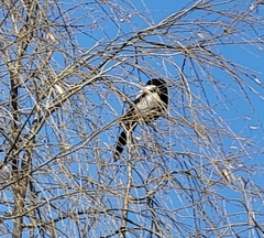 Pica serica