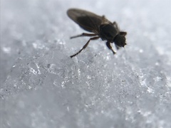 Coelopidae