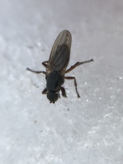 Coelopidae