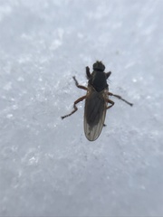 Coelopidae