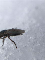 Coelopidae