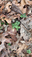 Potentilla canadensis