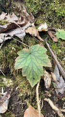 Tiarella