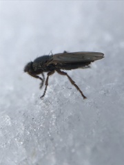 Coelopidae
