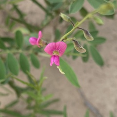 Tephrosia purpurea