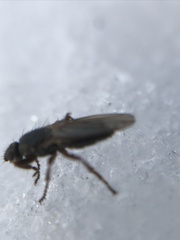 Coelopidae