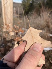 Macrodiplosis majalis