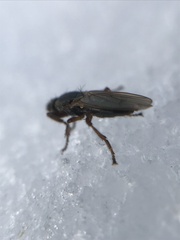 Coelopidae