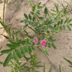 Tephrosia purpurea
