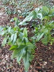 Arum hygrophilum