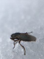 Coelopidae