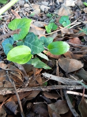 Arum hygrophilum