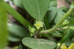 Ditaxis montevidensis