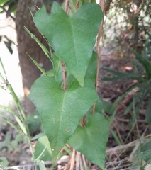 Ipomoea sagittifolia