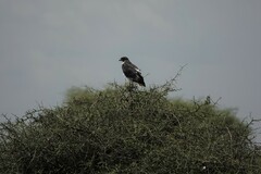 Buteo augur