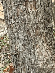 Quercus sinuata breviloba