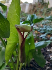 Arum hygrophilum